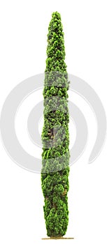 Cypress tree on white background