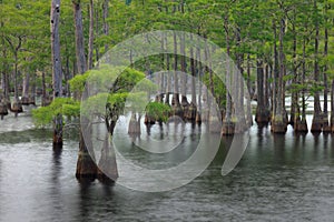 Cypress trees