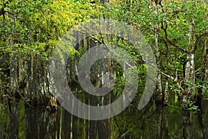 Cypress Trees