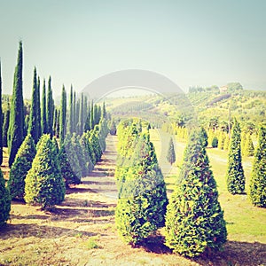 Cypress Trees