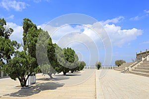 Cypress trees