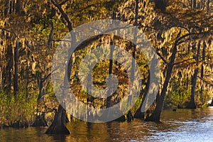 Cypress Trees Along the Bank of the Tensaw River