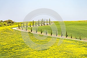 Cypress trees along the road and flowering fields