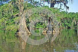 Cypress Trees in the Bayou, Lake Fausse Pointe State Park, Louisiana