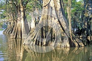 Cypress Trees in the Bayou, Lake Fausse Pointe State Park, Louisiana