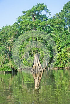 Cypress Trees in the Bayou, Lake Fausse Pointe State Park, Louisiana