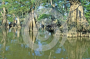 Cypress Trees in the Bayou, Lake Fausse Pointe State Park, Louisiana