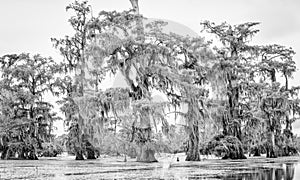 Cypress Trees in Black and White