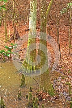 Cypress Trees in a Bottomland Forest