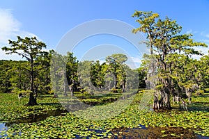 Cypress trees at Caddo Lake