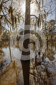 Cypress trees at Caddo Lake State Park, Eastern Texas near Louisiana. Nature, background