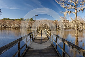 Cypress trees at Caddo Lake State Park, Eastern Texas near Louisiana. Spanish, swamp