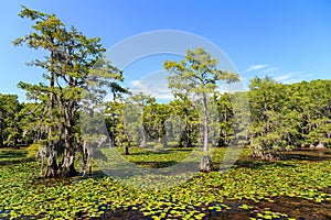 Cypress trees at Caddo Lake, Texas