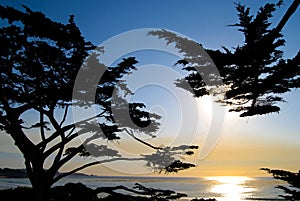 Cypress trees Carmel California beach at sunset