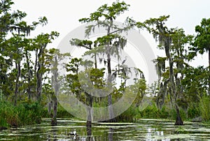 Cypress Trees in a Bayou photo