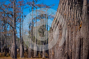 Cypress trees in drought