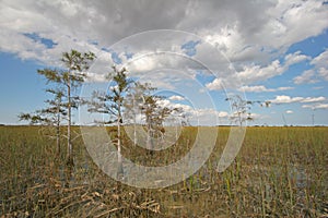 Cypress Trees of Everglades National Park.