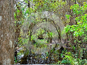 Cypress trees in fern forest wetland