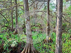 Cypress trees in fern forest wetland