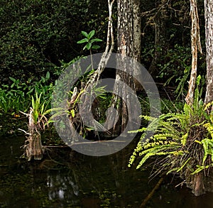 Cypress Trees and Ferns in Swampy Florida Everglades