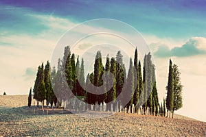 Cypress trees on the field in Tuscany, Italy at sunset. Vintage
