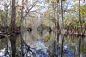 Cypress Trees of Fisheating Creek, Florida.