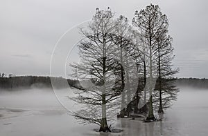 Cypress Trees in Fog and Ice