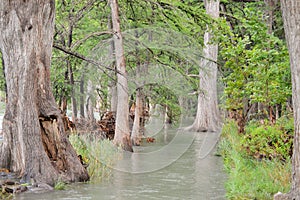 Cypress trees in the Frio River