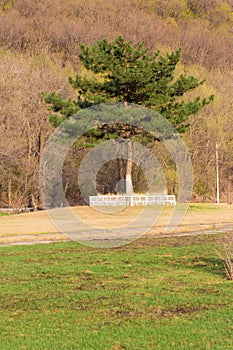 Cypress trees on the grass under the mountain