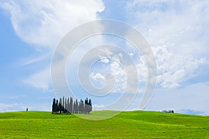 Cypress trees in green wheat field in Tuscany, Italy