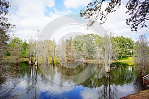 Cypress Trees grow in water