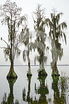 Cypress Trees grow in water