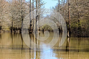 Cypress trees growing in a small lake at Bald Knob Wildlife Refuge.