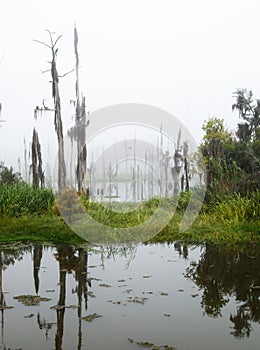 Cypress trees at Guste Island suffer the effects of saltwater inundation near Lake Pontchartrain near New Orleans, Louisiana