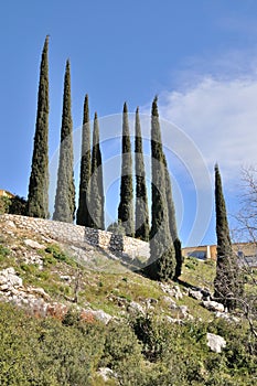 Cypress trees on a hill