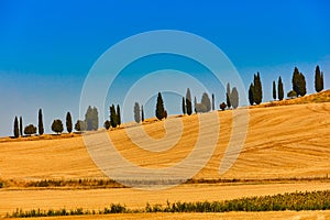 Cypress trees hill valley Orcia Tuscany landscape Italy landmark