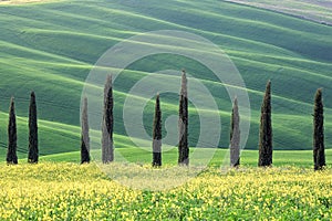 Cypress trees and hills