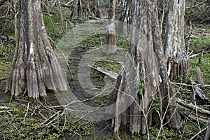 Cypress trees at Kirby storter