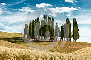 Cypress trees landscape