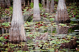 Cypress trees and lily pads