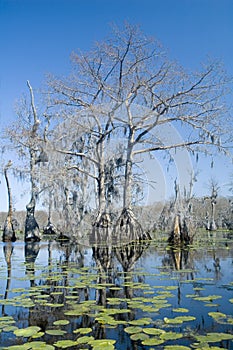 Cypress trees and lilypads