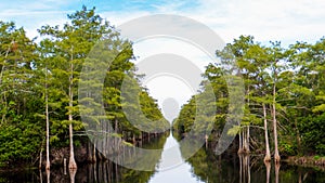 Cypress trees line the banks of a canal in a portion of the original Florida Everglades