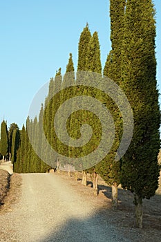 Cypress trees line flanks a country road