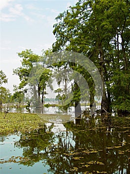 Cypress trees in Louisiana Bayou