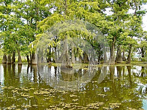 Louisiana bayou photo