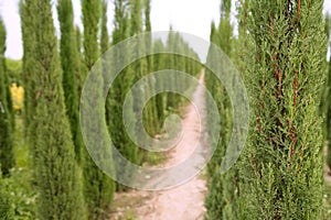 Cypress trees ornamental agriculture