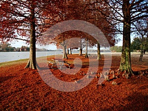 Cypress trees with red leaves at University Lake