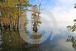 Cypress trees on Reelfoot Lake