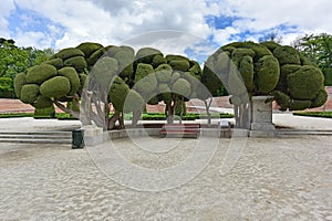 Cypress Trees Retiro Park Madrid, Spain photo