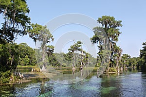 Cypress Trees In the River